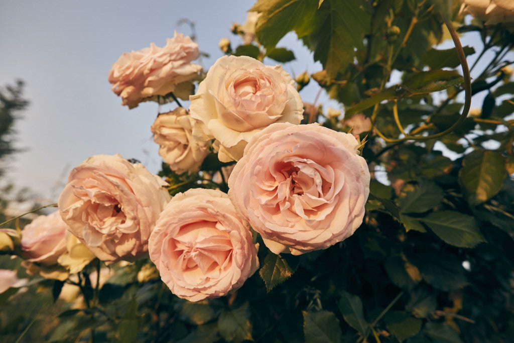 Rosentage