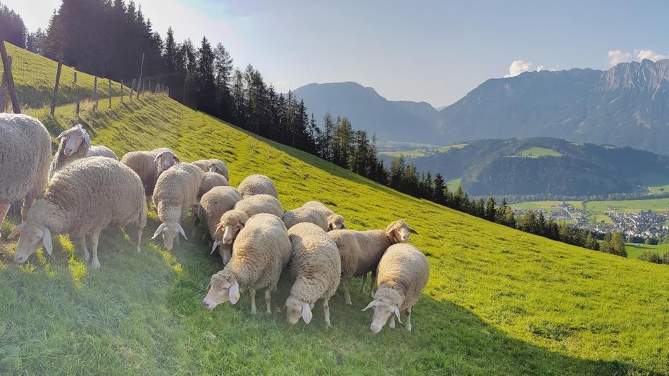 [LNF26] Wie entsteht die artenreiche Landschaft der Alpen?