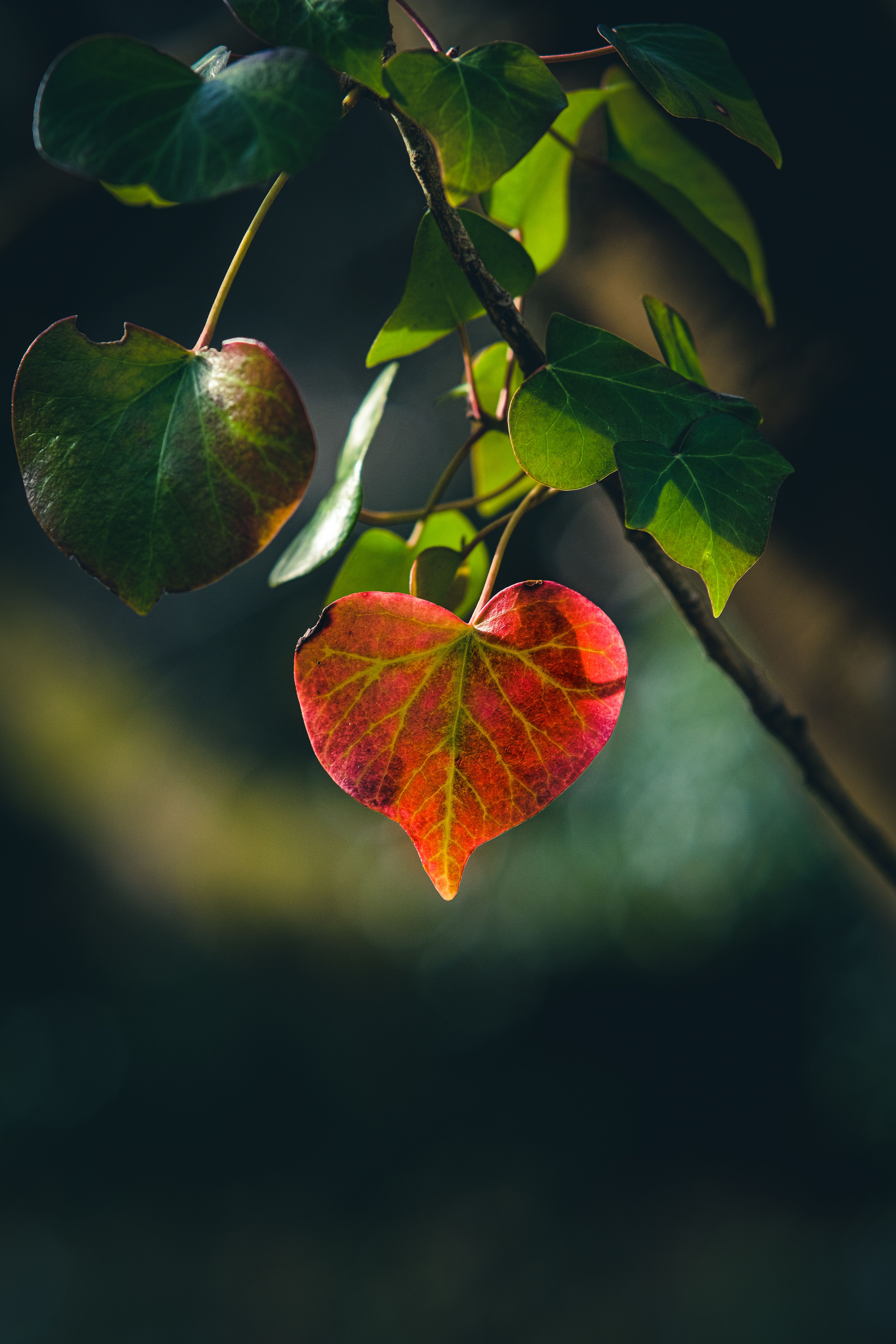 Lieder im Herbstlicht – Musik in der Pfarrkirche Namen Jesu