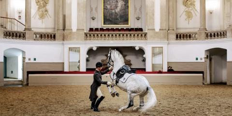 Spanische Hofreitschule Wien – Training Morgenarbeit