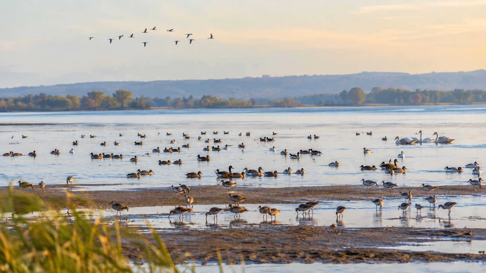 Herbst-Vogelzug am Unteren Inn – Naturführung in Ering