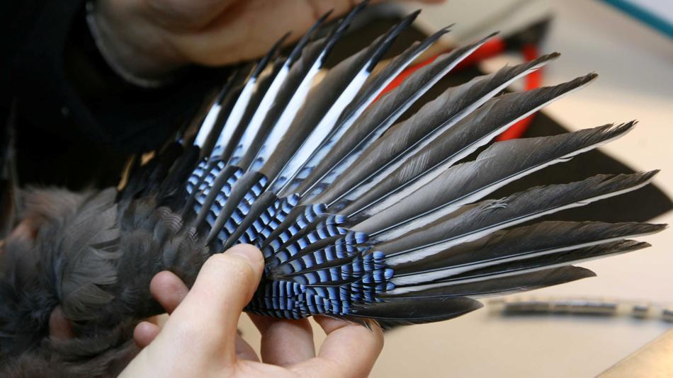 [LNF26] Welchen Einfluss können Menschen auf wilde Tiere haben?