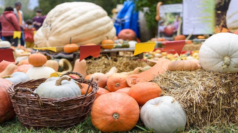 Herbstfest der ÖVP Zwingendorf