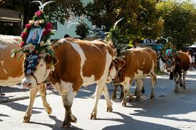 Traditional Alpine Cattle Drive at Hotel Elisabeth