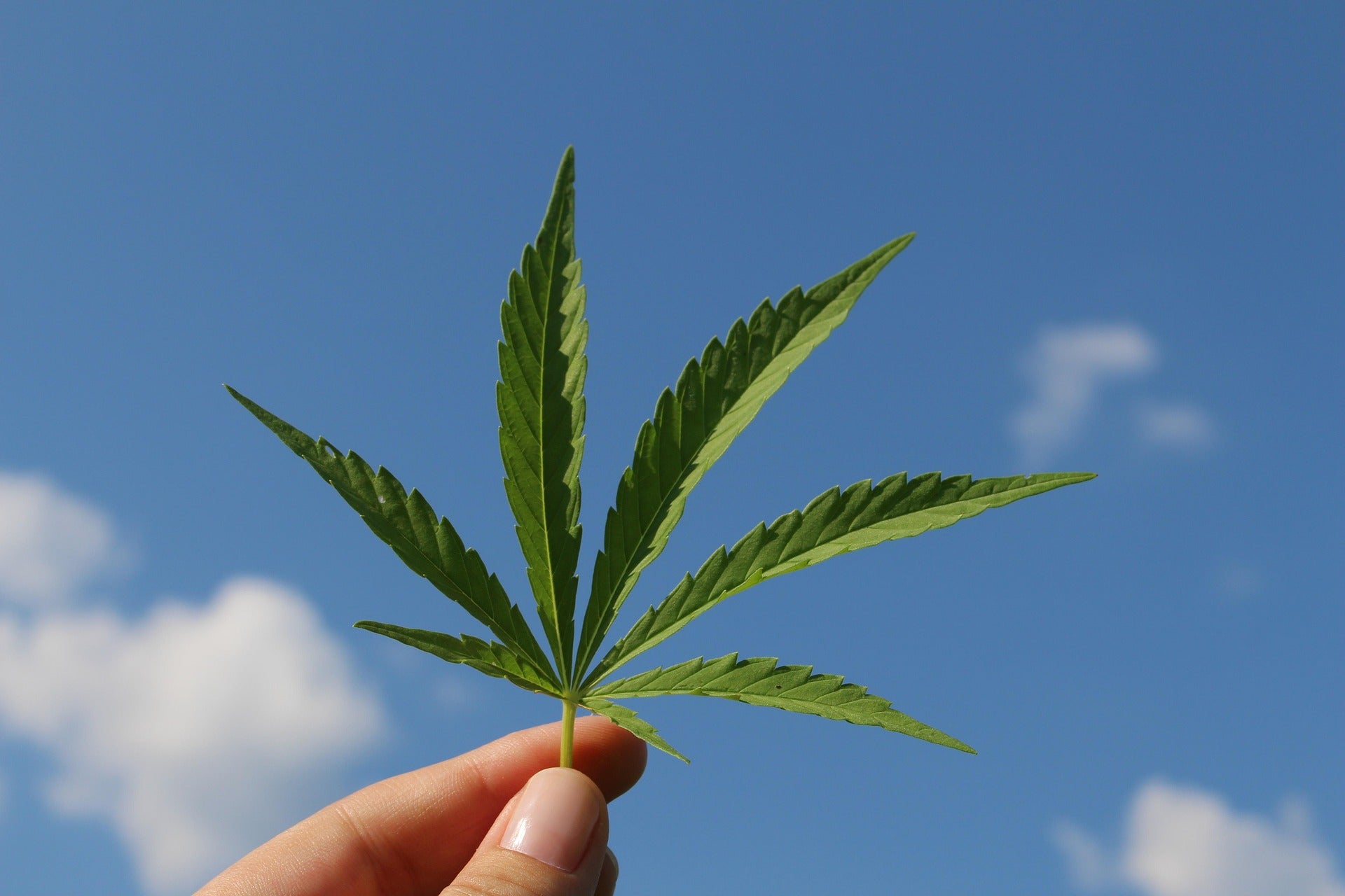 „Cannabis in der Medizin"