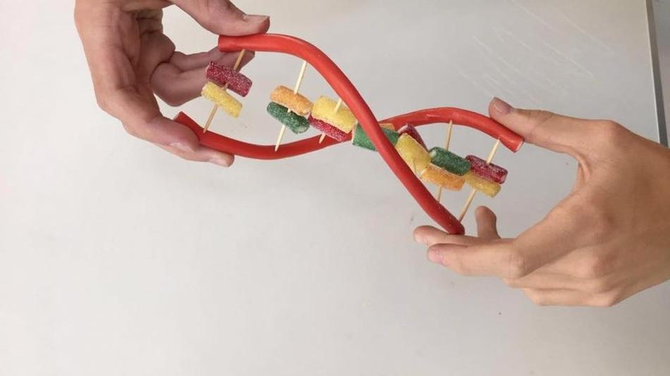 [LNF26] Wie lässt sich DNA sichtbar machen – und was verrät sie über den Bauplan des Lebens?