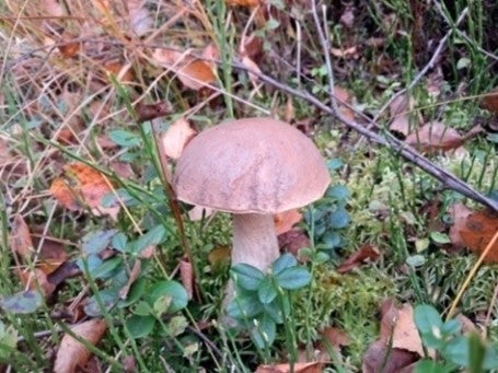 Essbare Schätze aus der Natur