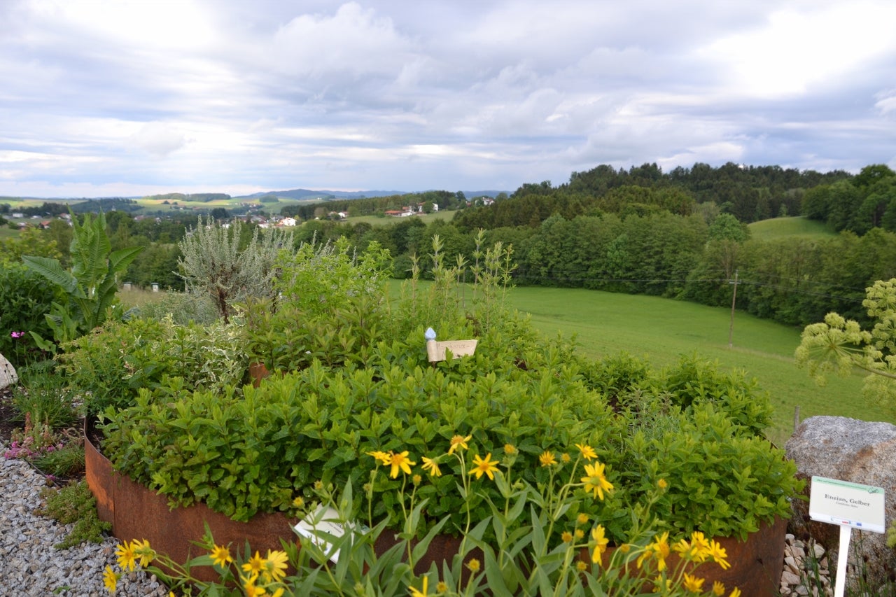 Tausch- und Kaufmarkt für Gartenpflanzen