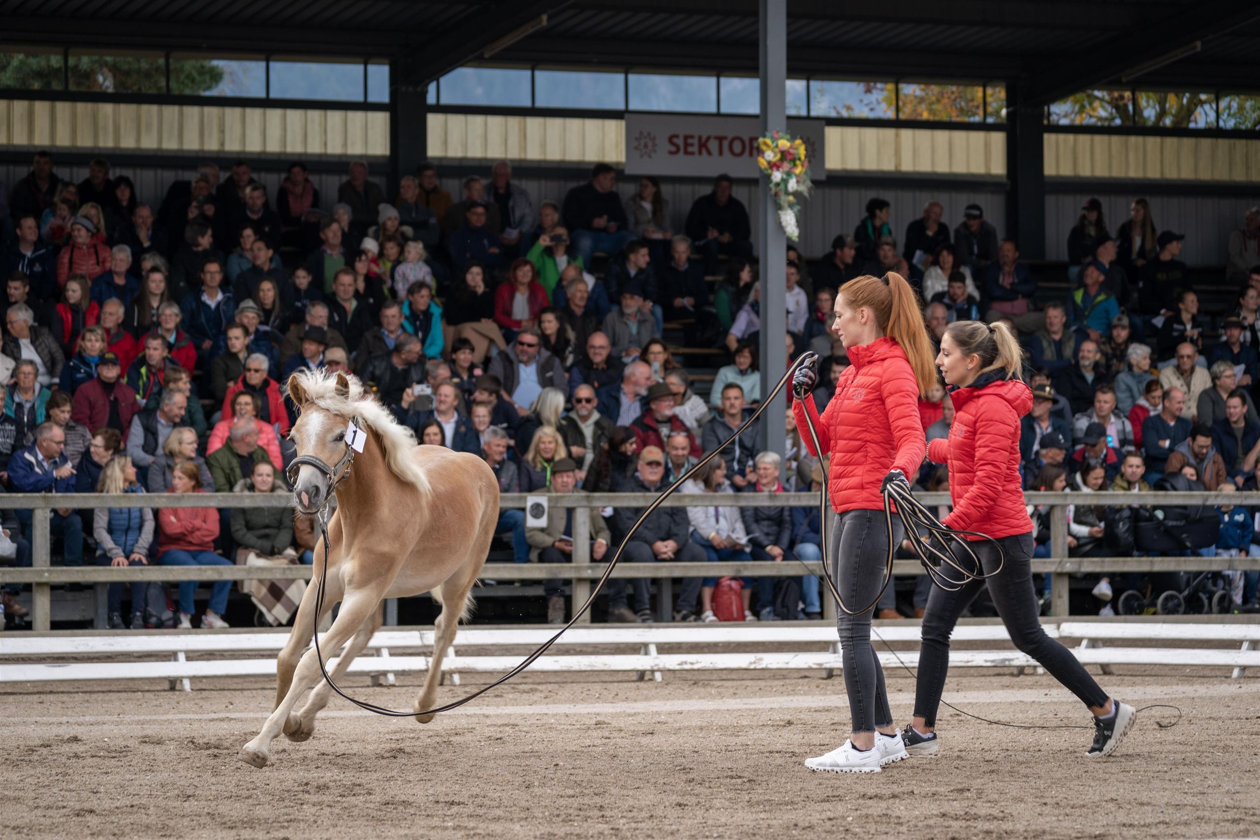 60. Tiroler Haflinger Stutfohlen Auktion in Ebbs