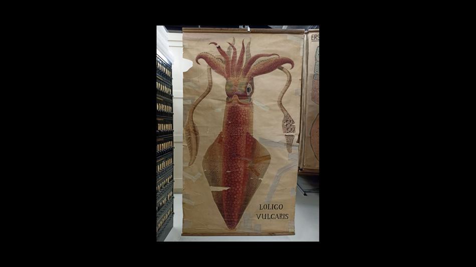 [LNF26] Was sagen uns alte Bilder über Tiere, Evolution und Forschung?