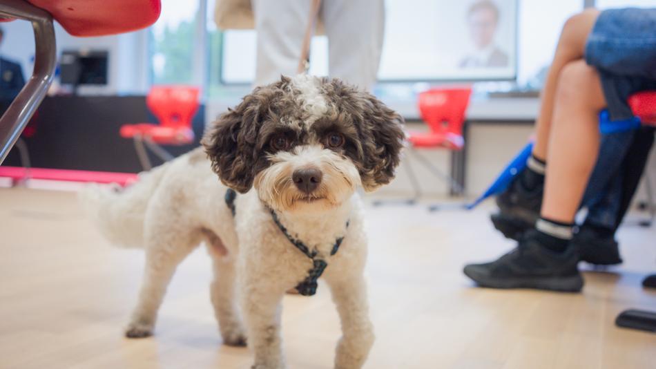 [LNF26] Wenn Hunde Herzen öffnen – Wie unterstützt ein Therapiehund die Emotionsregulation bei Kindern?