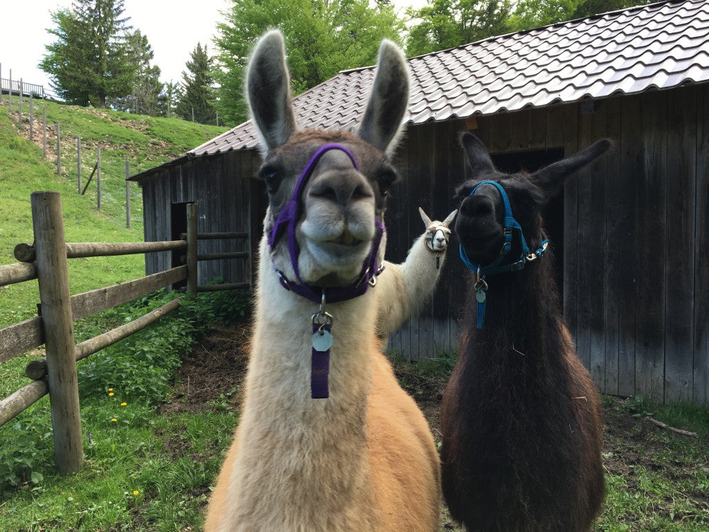 Lamas und Alpakas zum Kennenlernen