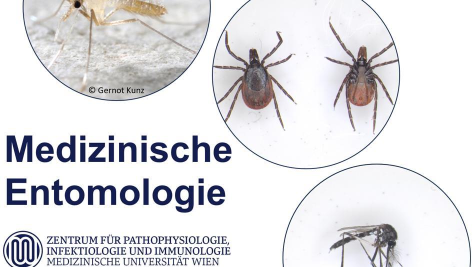 [LNF26] Was sticht mich denn da? - Einblick in die Welt der medizinisch relevanten Insekten und Zecken in Österreich