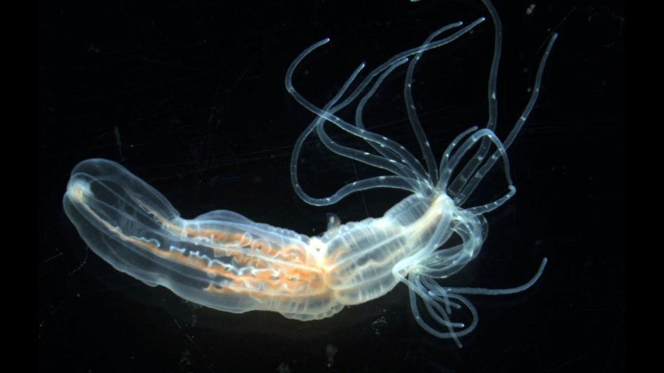 [LNF26] Was verraten uns Seeanemonen, Hydren und Quallen über die frühe Evolution der Tiere?