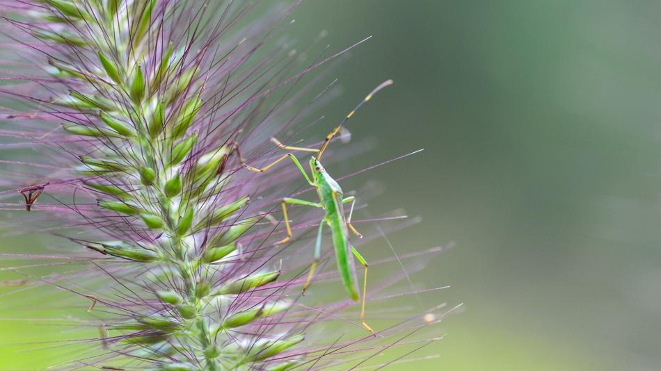 [LNF26] Wie kann ich Pilze mit dem Smartphone entdecken?