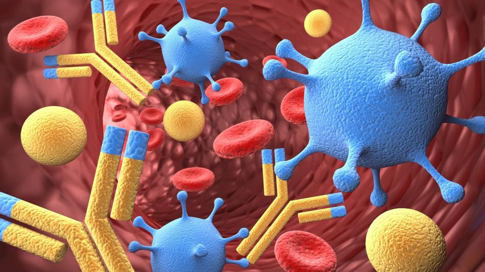 [LNF26] Antikörper und das Neurosystem