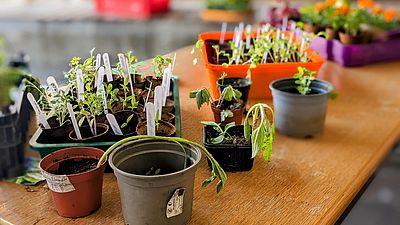 Pflanzen tauschen, Garteltipps teilen
auf den Aspanggründen