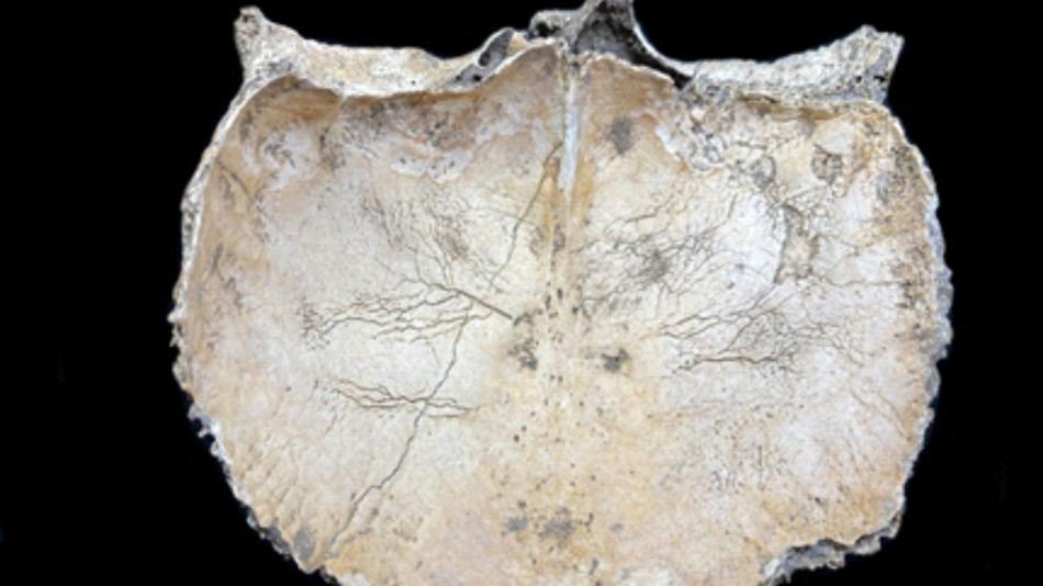 [LNF26] Sind alte Knochen mehr als Relikte?