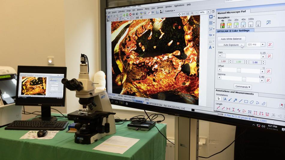 [LNF26] Mikroskopische Einblicke in histologische Schnitte