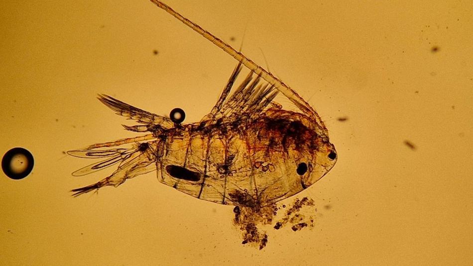 [LNF26] Welche verborgenen Lebewesen befinden sich in einem einzigen Tropfen Tümpelwasser?