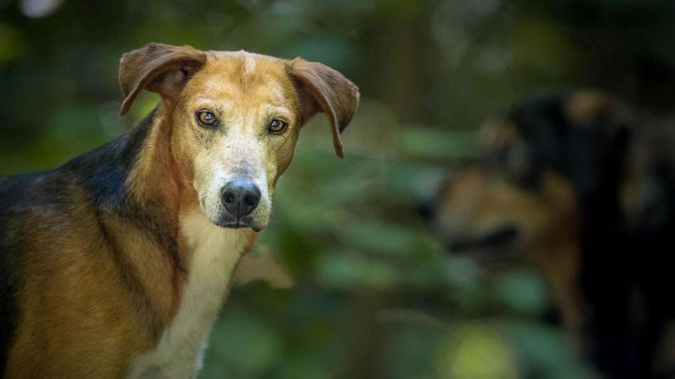[LNF26] Domestication Lab:  Wie erforscht man die verborgene Welt von Hunden und Wölfen?