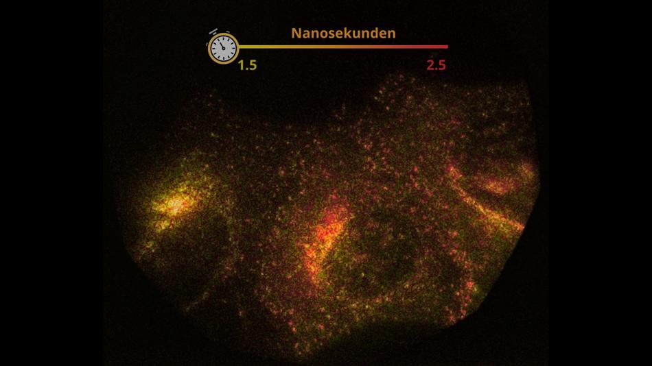[LNF26] Wie sieht Zeit auf molekularer Ebene aus?