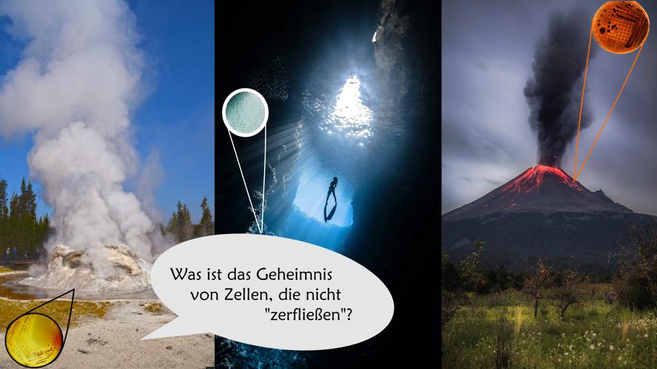 [LNF26] Was ist das Geheimnis von Zellen, die nicht „zerfließen“?