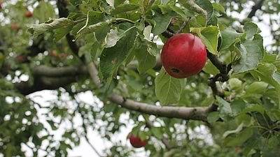 GB*Stadtteilpartnerschaft 
Obstbaufachgruppe Floridsdorf