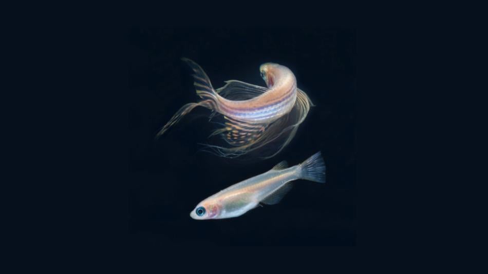 [LNF26] Wie entwickelt sich ein Fisch?