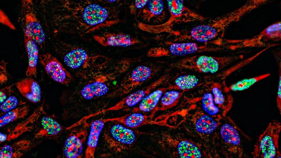 [LNF26] Highway2Cell - Zellen und Moleküle zum Greifen nah:  1. Wie schauen sich Forscher:innen Zellen an?