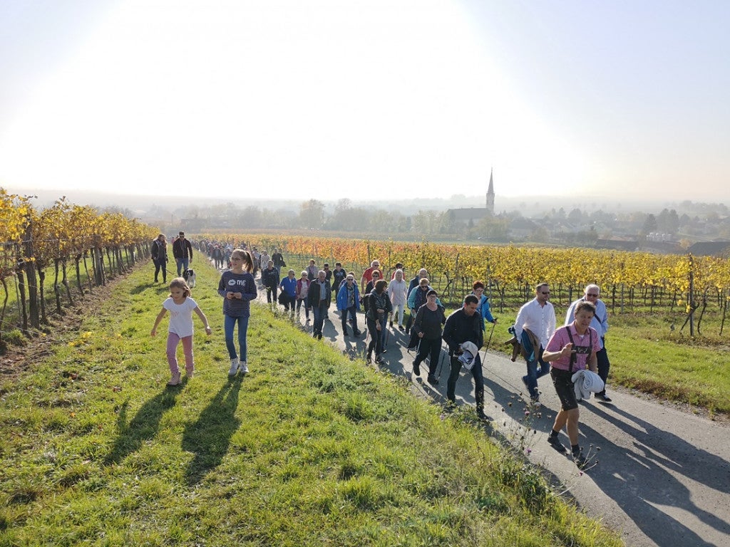 Wanderung und Jungweinverkostung in Niederrußbach