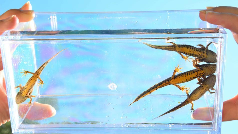 [LNF26] D07: Wie geht es unseren heimischen Amphibien?