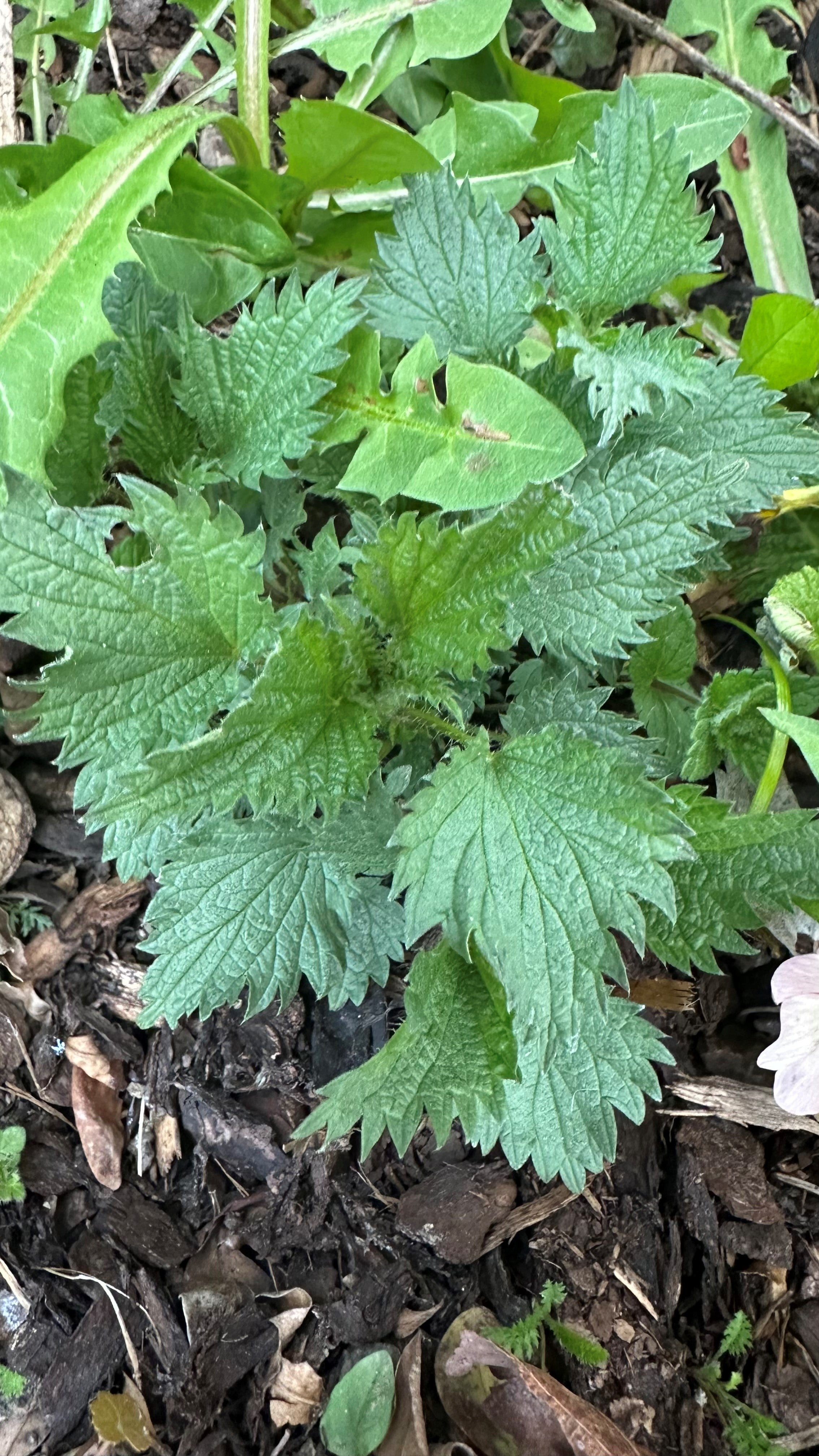 Kräuterwanderung mit allen Sinnen