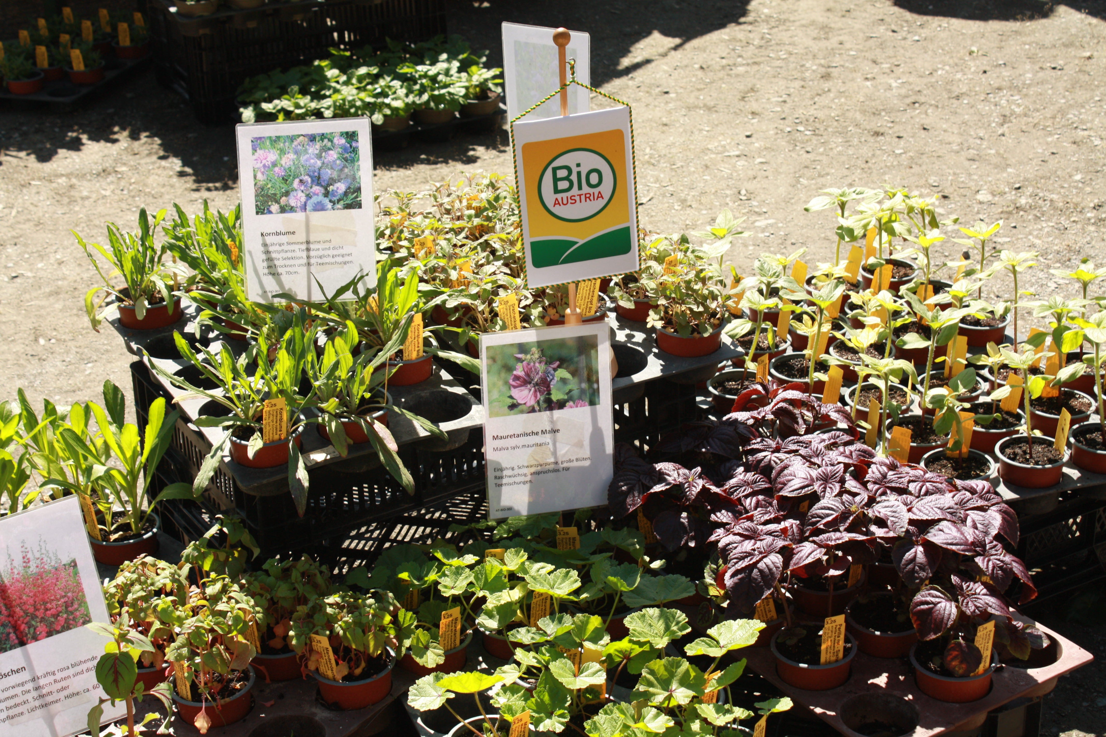 Bio-Jungpflanzenmarkt