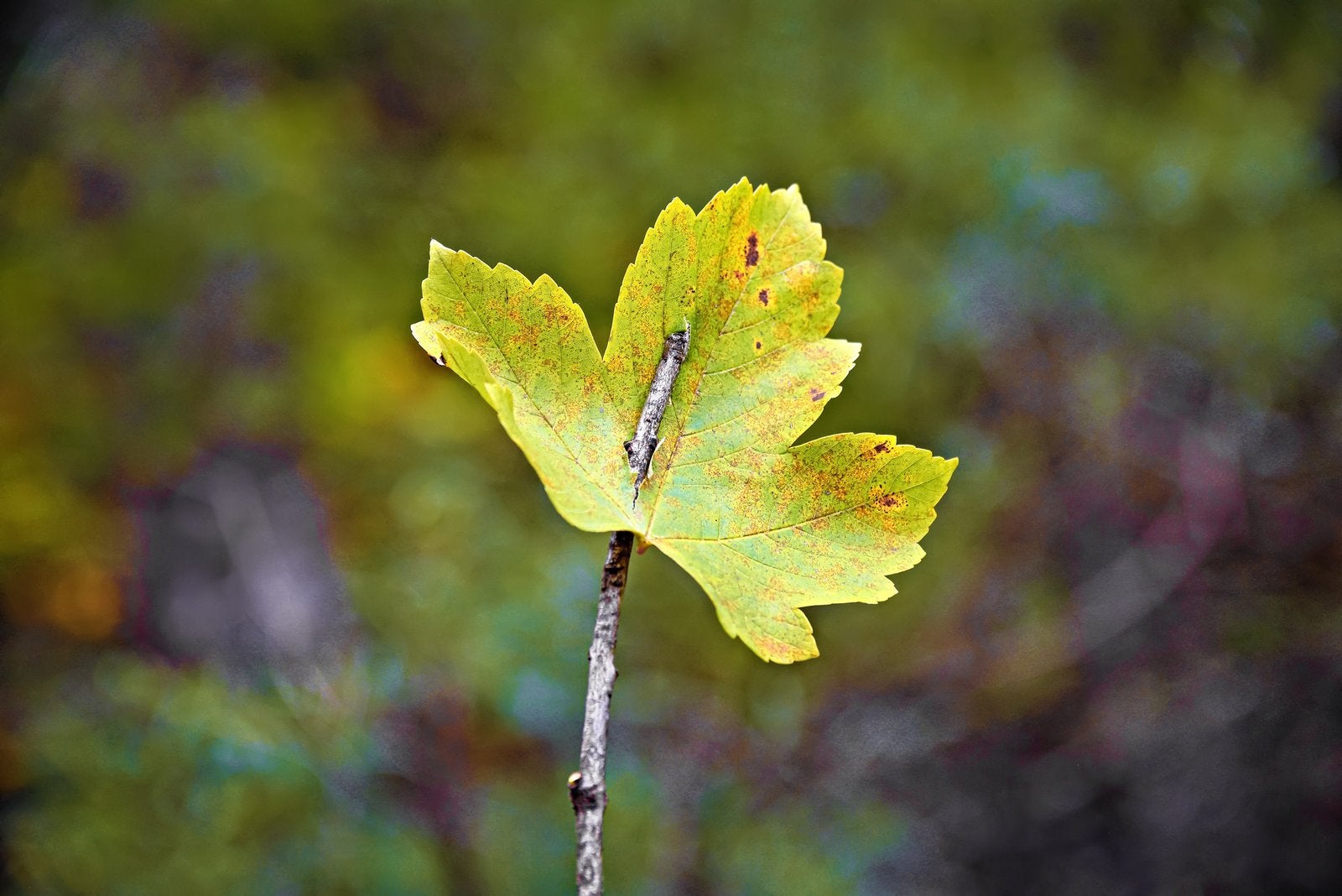 Workshop: »LANDART« in der Antheringer Au
