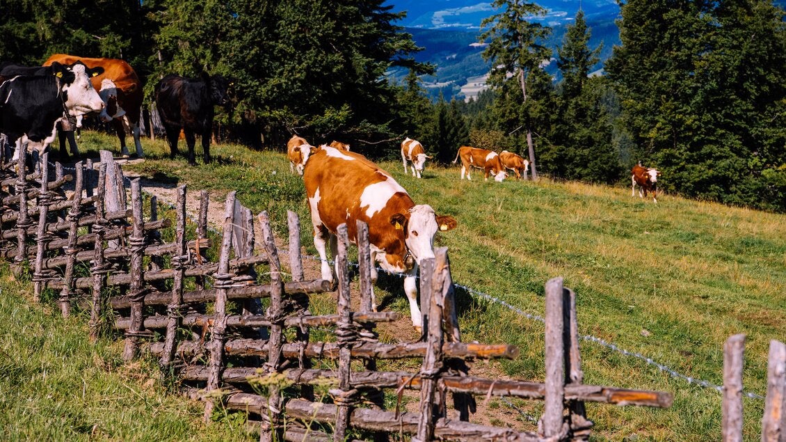 Almauftrieb am Masenberg