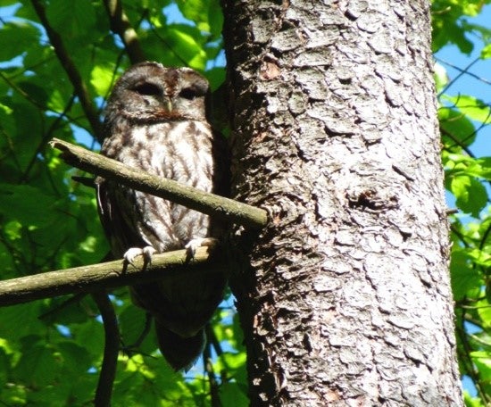 Vogelkundliche Exkursion