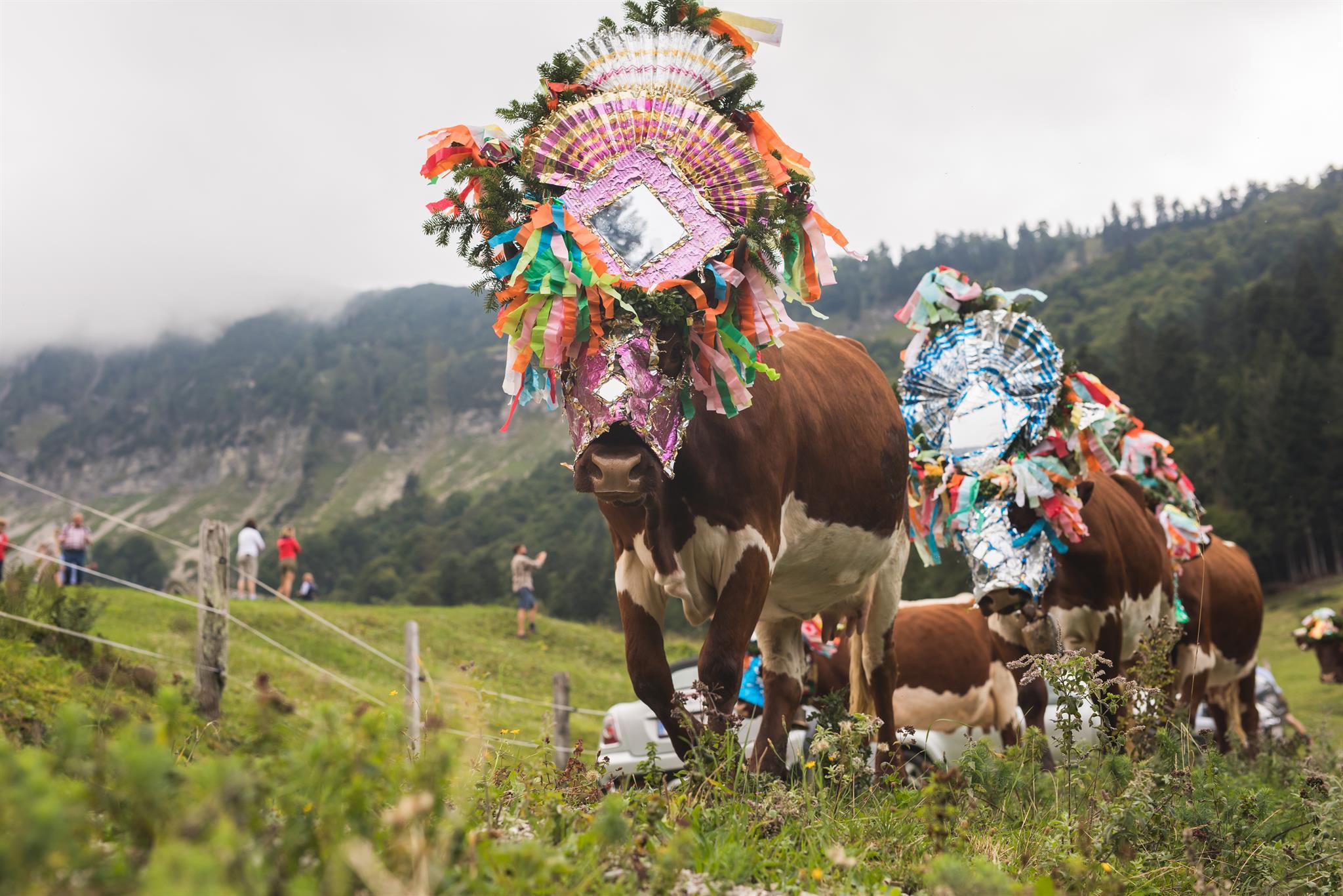 Almabtrieb von der Mayerlehenhütte/ Gruberalm