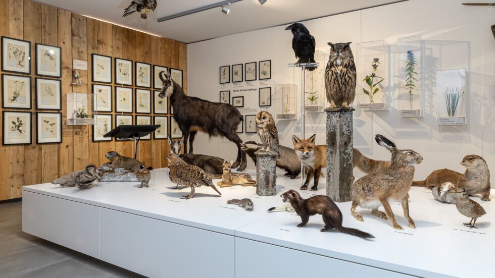 Besichtigung des Naturkundemuseums
