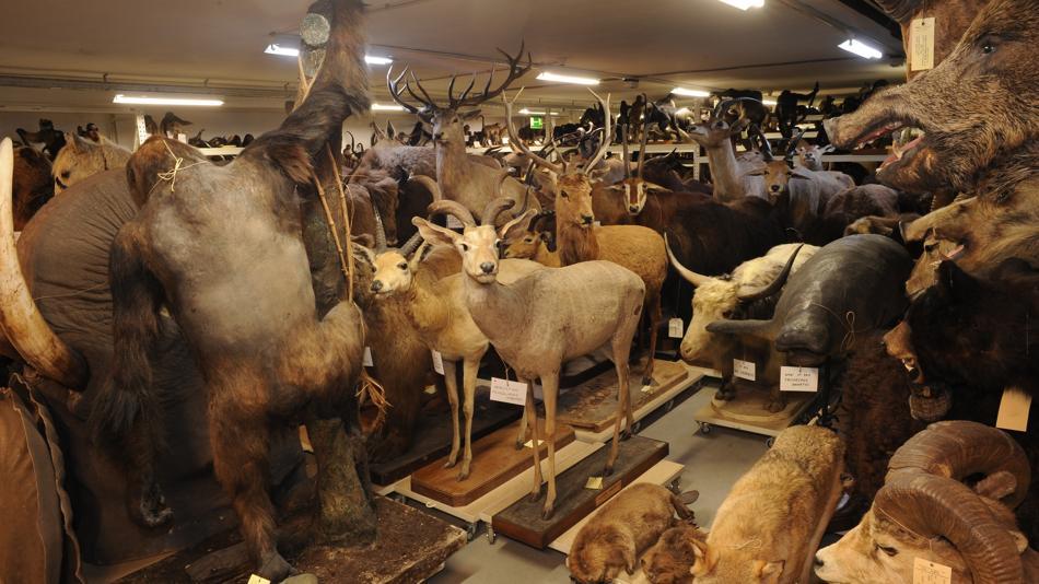 [LNF26] Forschung am NHM Wien: Führungen „Backstage“ in Labore und Sammlungen
