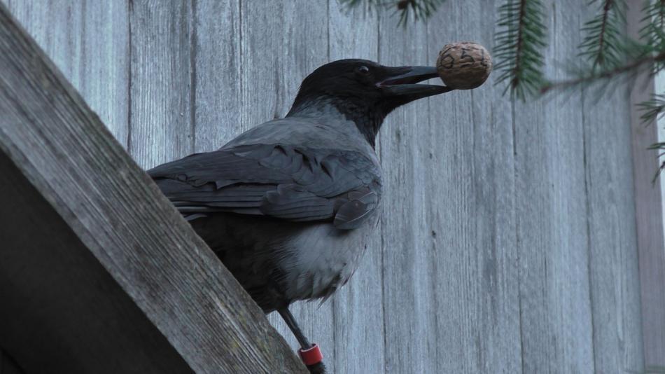 [LNF26] Schlaue Vögel: Wie knacken Krähen harte Nüsse?