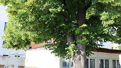 Perlen der Donaustadt 
Superbaum unterwegs: Durch die grüne Donaustadt