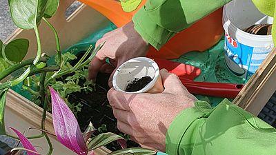 Pflanzen tauschen, Garteltipps teilen
in Wien-Landstraße