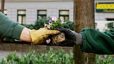 Pflanzenrettung am Hundertwasserplatz