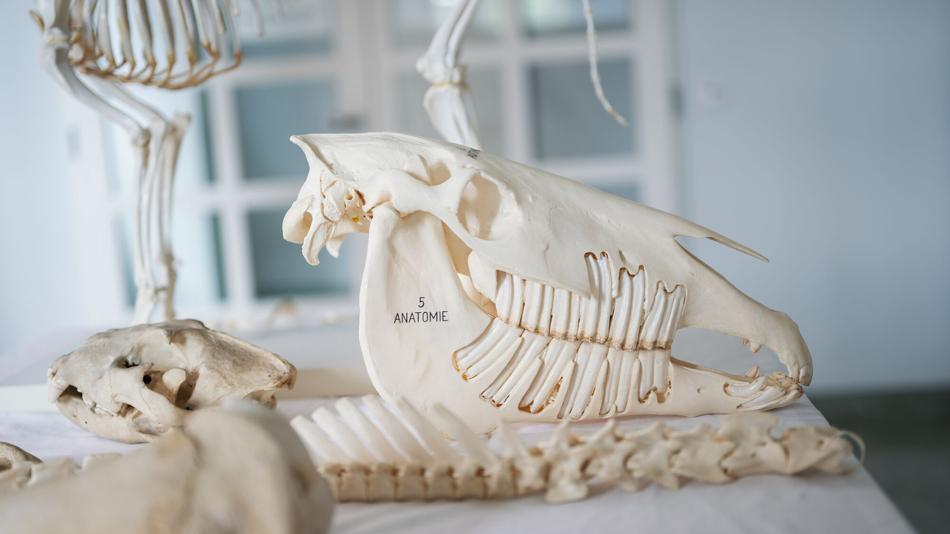 [LNF26] Führung durch die Anatomische Lehrsammlung der Vetmeduni: Eine anatomische Entdeckungsreise für Jung und Alt