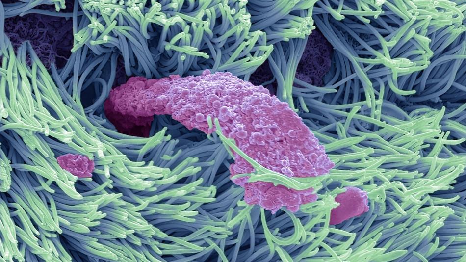 [LNF26] Unsere Nase entdecken: Eine Reise durch die Welt des Riechens