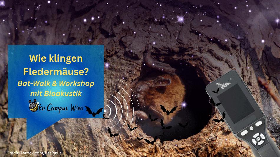 [LNF26] Wie klingen Fledermäuse? Bat-Tour mit Bioakustik