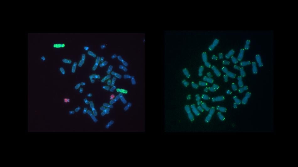[LNF26] Chromosomenpuzzle