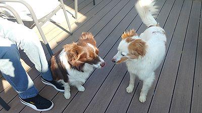 GB*Stadtteilpartnerschaft 
Mehr Sicherheit im Umgang mit Hunden