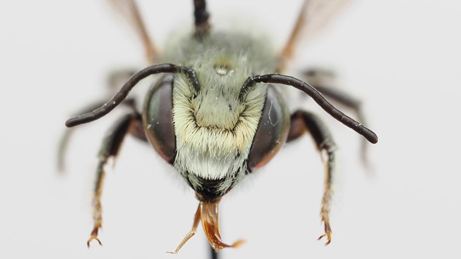 [LNF26] Nektar gesucht: Wie weit fliegen Wildbienen durch Wien?